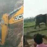 Jharkhand: Elephant Rescued With Help of Excavator Machine After It Falls Into a Ditch in Hulu Village (Watch Video)